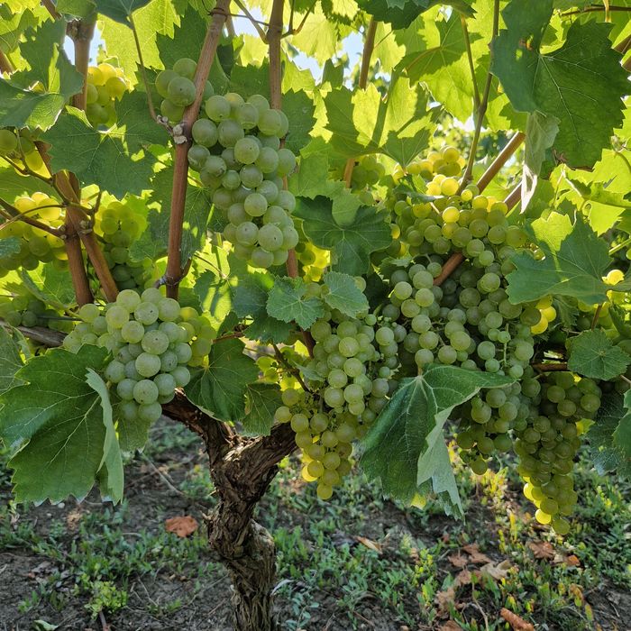 Struguri feteasca  riesling si traminer