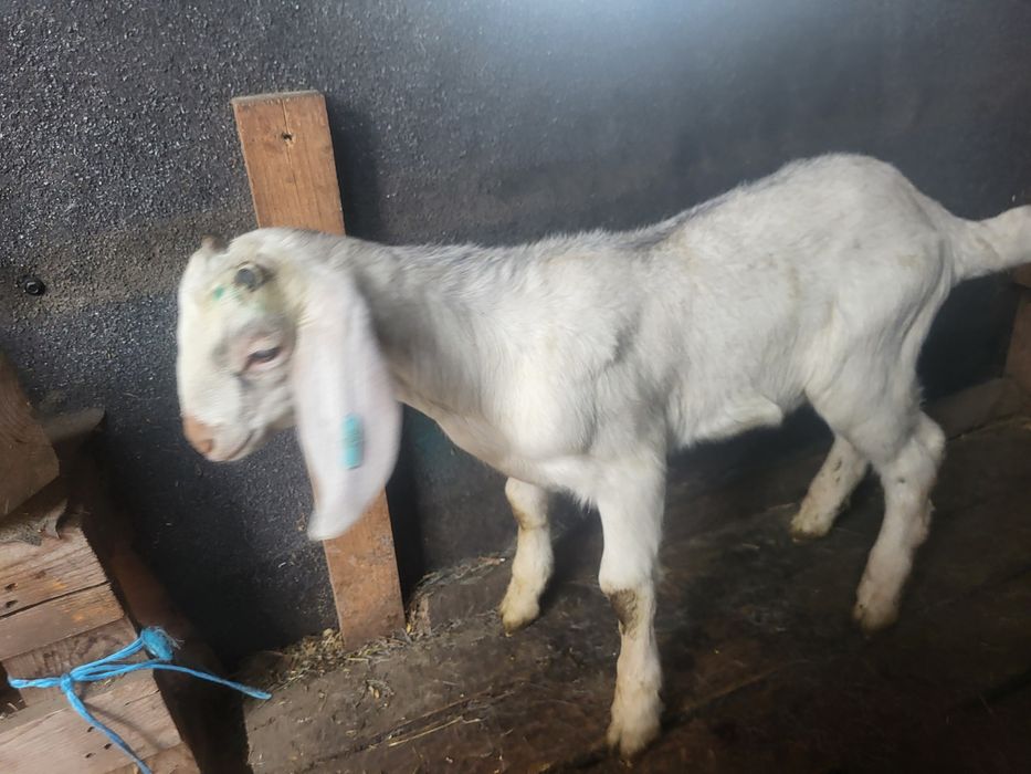 Tap metis tata anglo si mama sannen