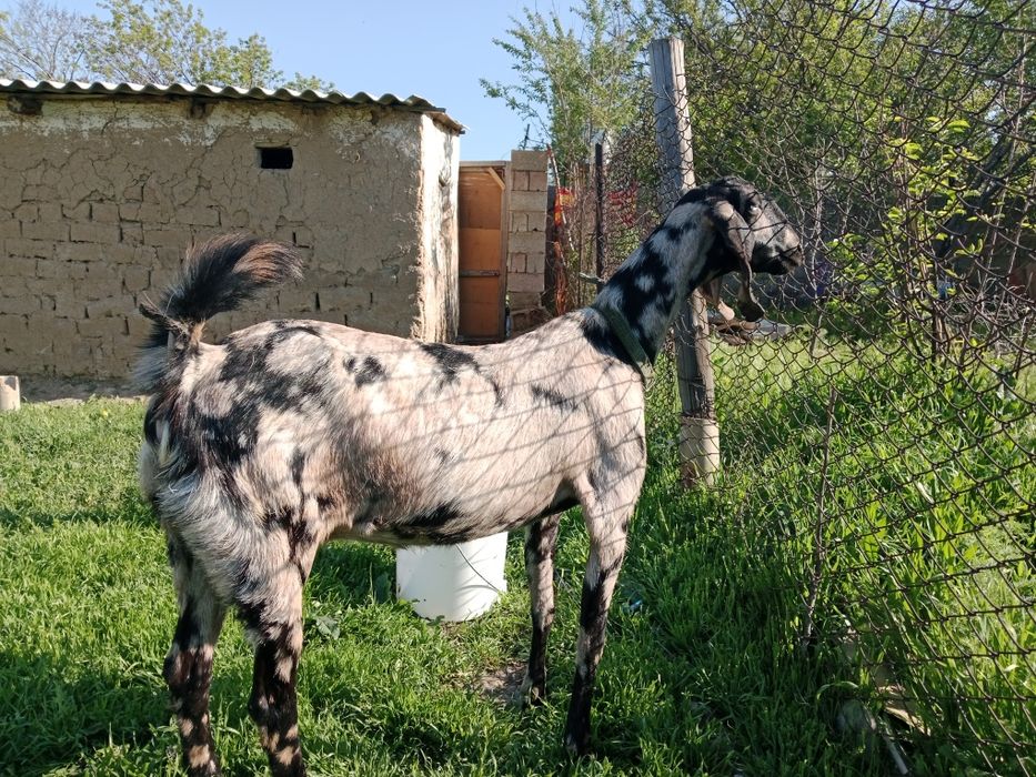 Ешкі  битал.  Битал.