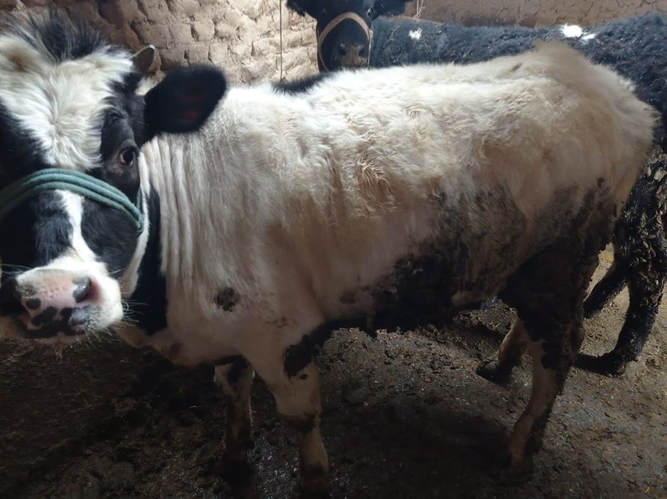 Тайнша Тёлка согым