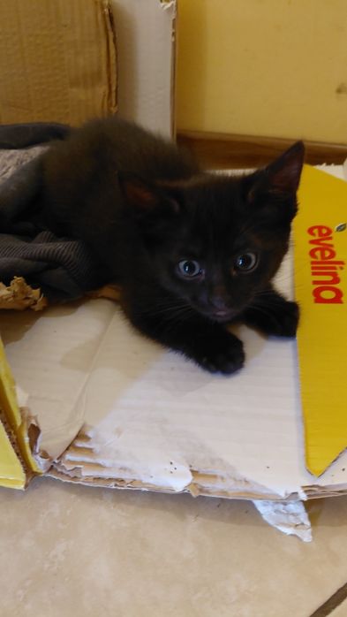 Donez 5 pui de pisica