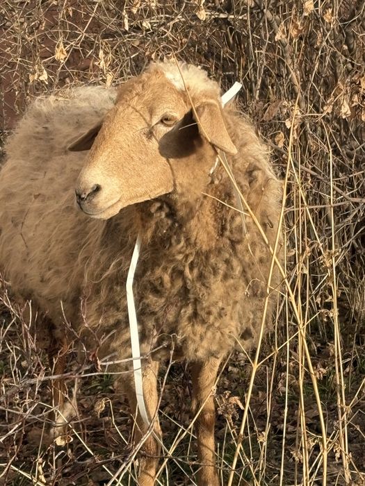 Қой овца барашка