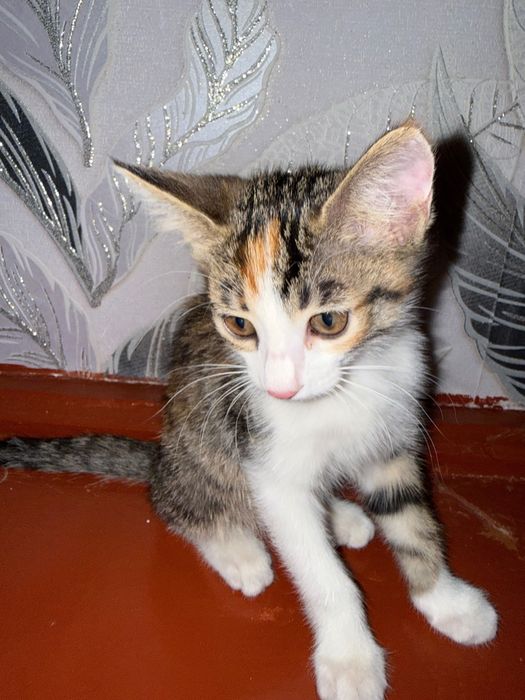 Котята, отдам их даром
