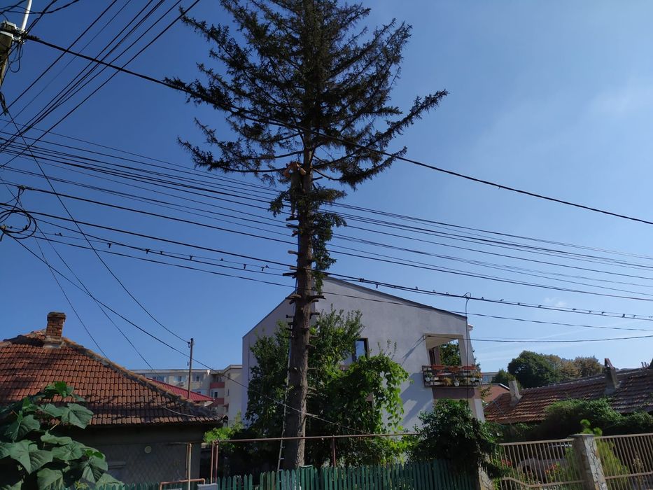 taieri de rodire si formare a pomilor fructiferi