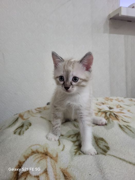 котята отдадим даром