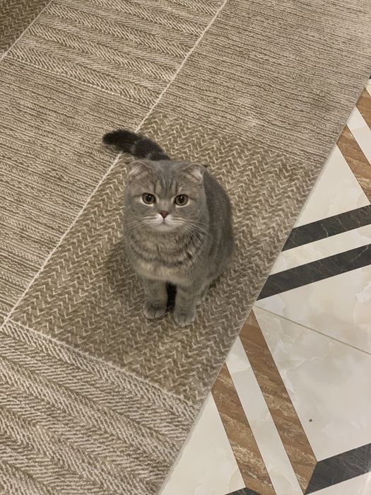 Пропал КОТ!