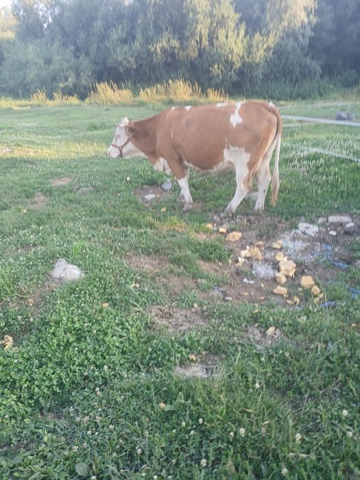 Vand vaci juninci si vitele la alegere sau la gramada