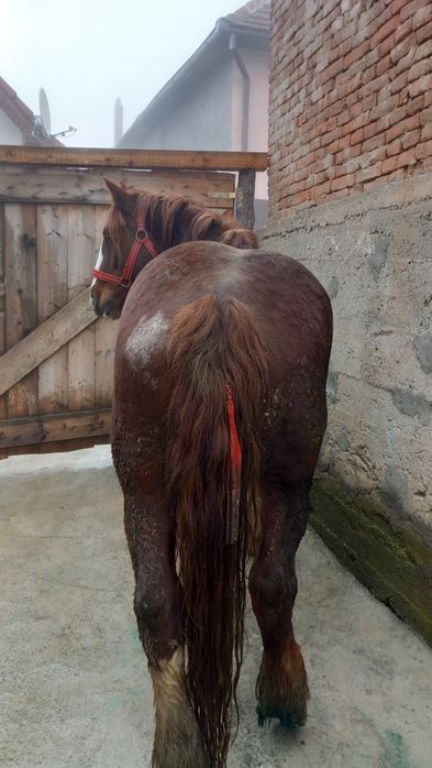 Cai de vânzare jud sibiu