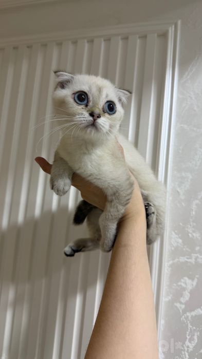 Skottish fold koshka