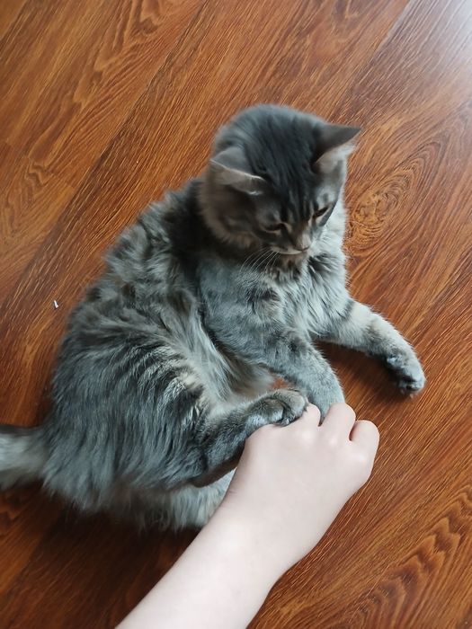 Сибирьский кот отдам даром