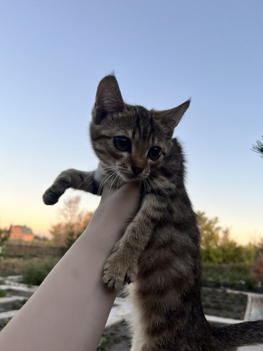 Котёнок-девочка ищет любящую семью