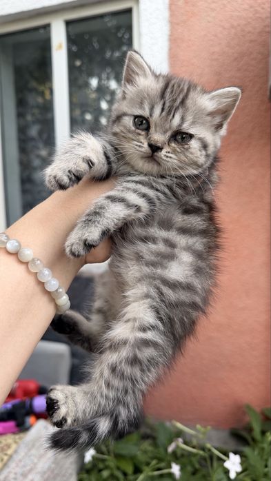 Котята скотиш фолд, 2 мес