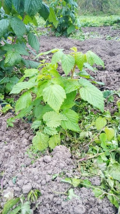 Малина кӯчатлар,Саженцы малины