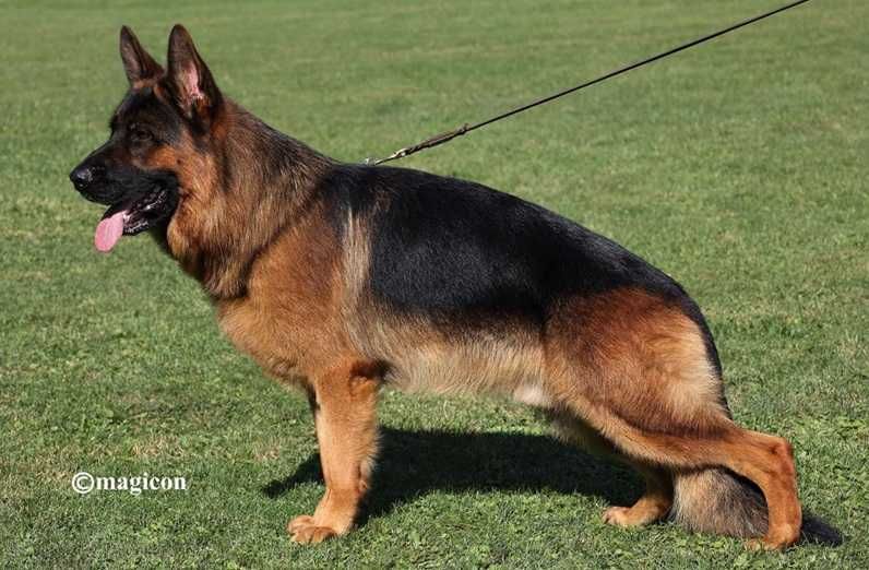 Vand catel Ciobanesc german