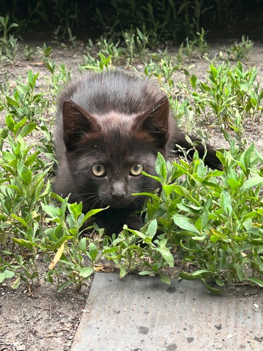 Котята в хорошие руки