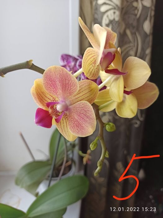 Продам орхидеи..