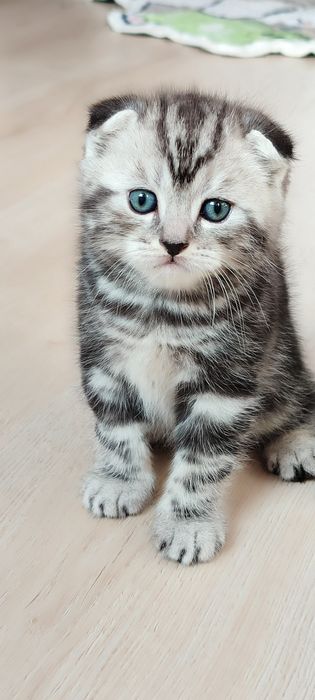 Продаётся! шотландский скоттиш фолд!