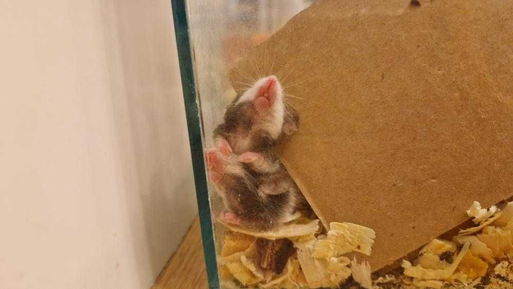 Мини мишка Панда