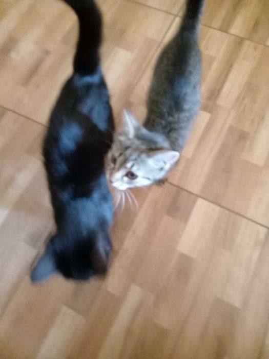Animale de companie