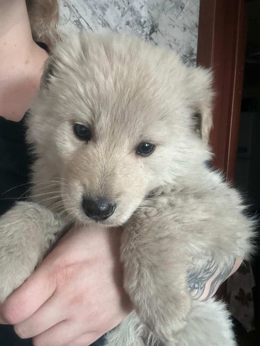 Щенята ищут дом