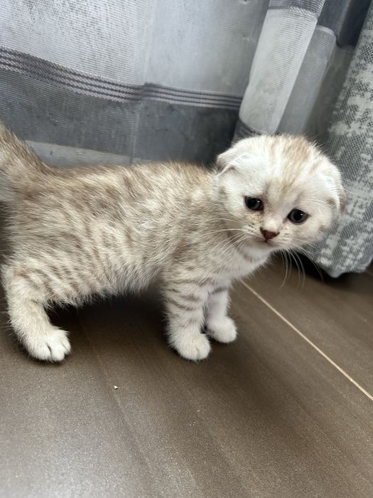 Котята шотланские