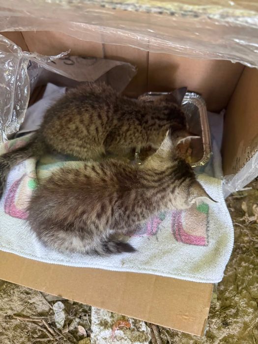 Котята в добрые руки