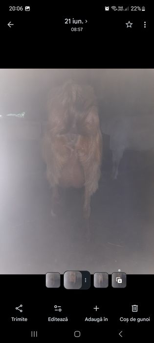 Capre saanen  cu lapte