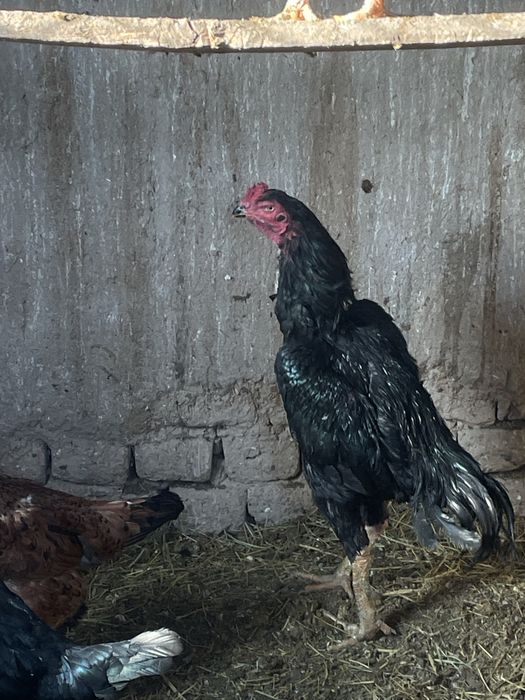 Дакан петух бойцовый