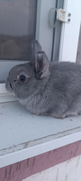 Маленькие крольчата красивые