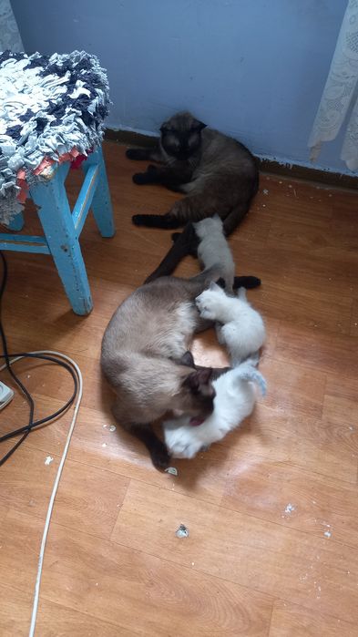 Котята сиамской пароды
