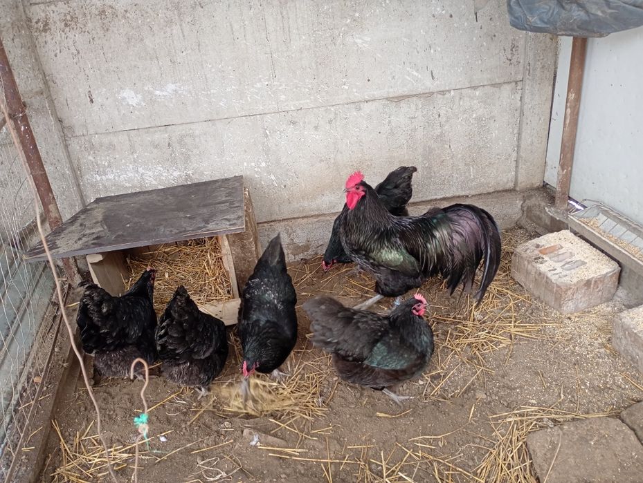 Vând oua australorp