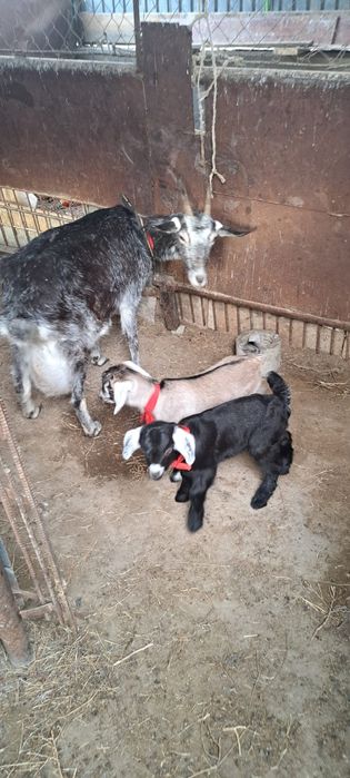 Ешкілер сатылады