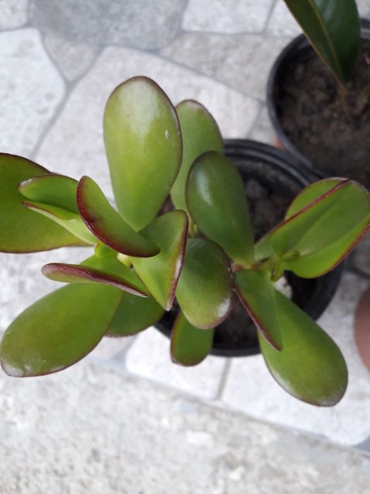 фикус,пеперомия и ecoplant haworthia и дървото на живота