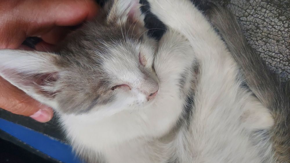Котята котята мысык