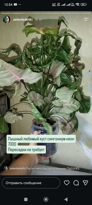 Комнатные растения