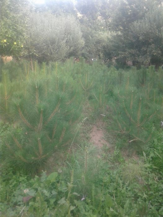 Крымская сосна сотилади 4-5йили  стволи бакуват зур шохлангап.