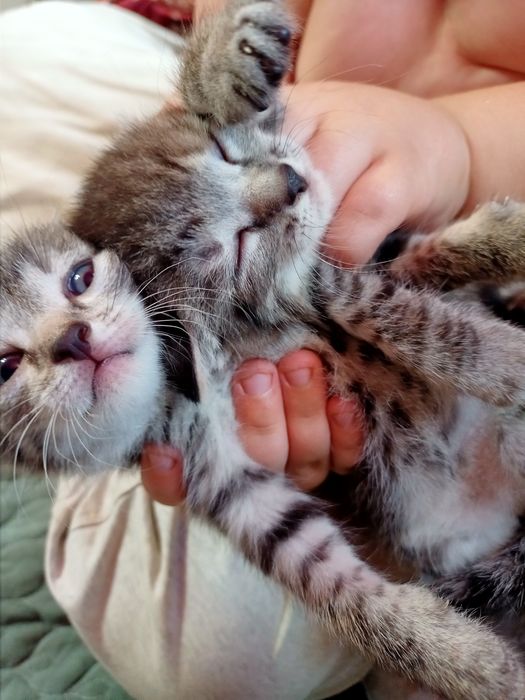 Продам британских котят