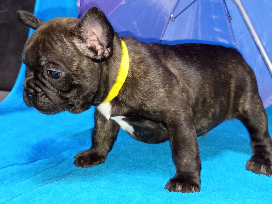 Ранее бранирование