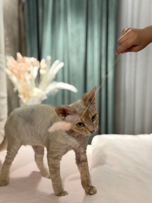 Гарантия что кошка будет у вас  это самец