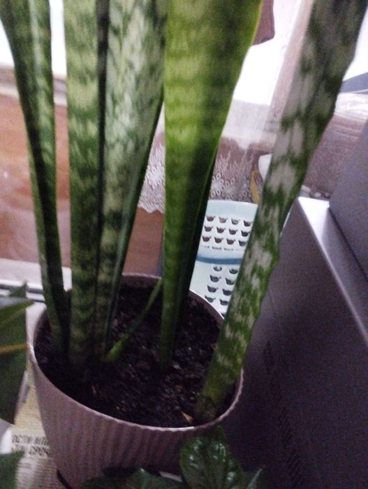 Продам домашние цветы