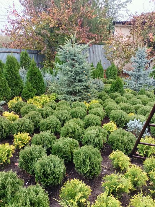 Продажа хвойных пород