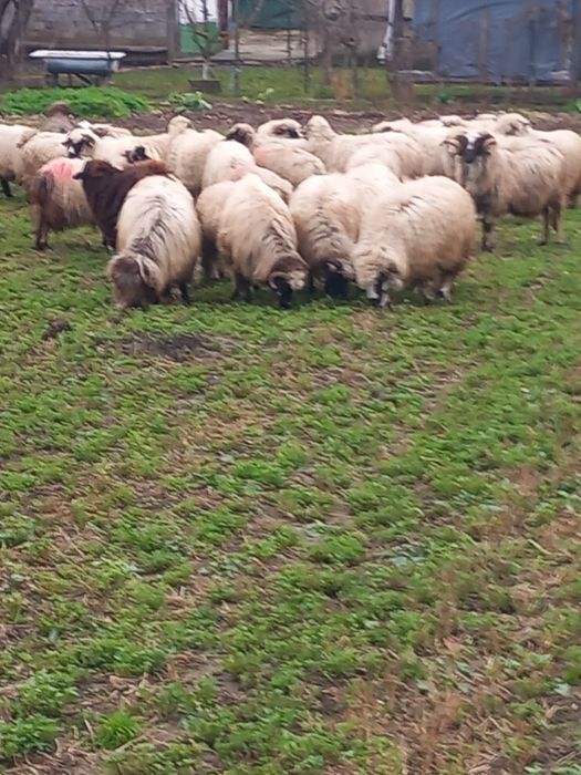 Vând oi și berbeci