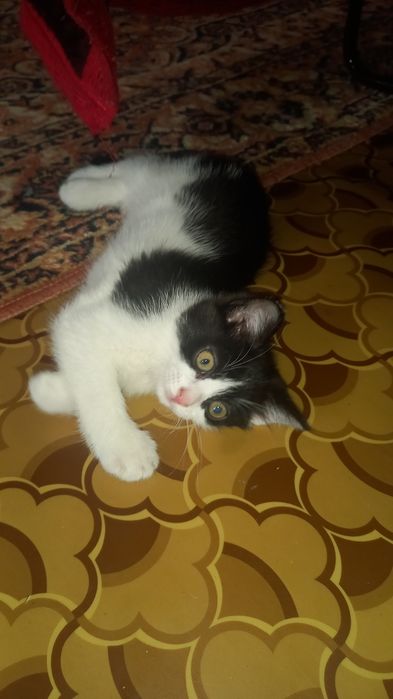 Котики отдам даром