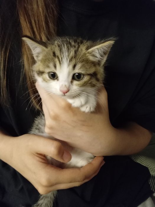 Котята очень активные