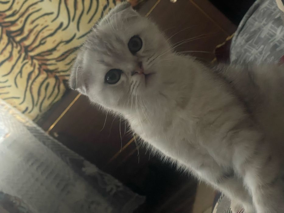 Сотилади мушукча угил бола фолд