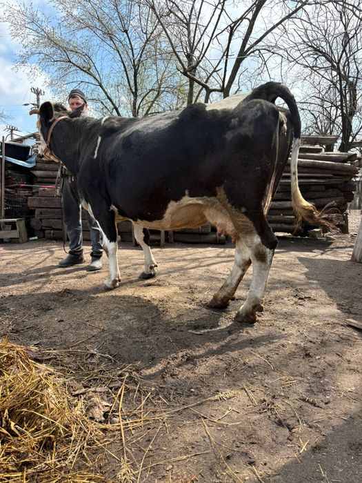 De vânzare Vacă de 4 vitei