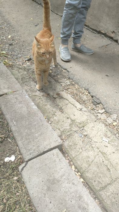 Ищем дом рыжему коту