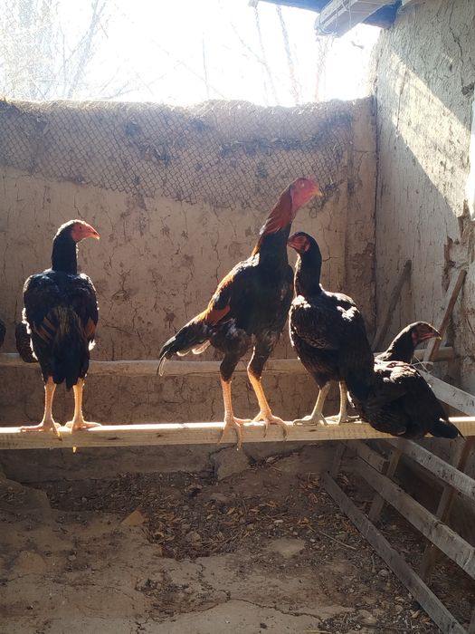 Майски шоже кызыктырса Ватсапп отиндер