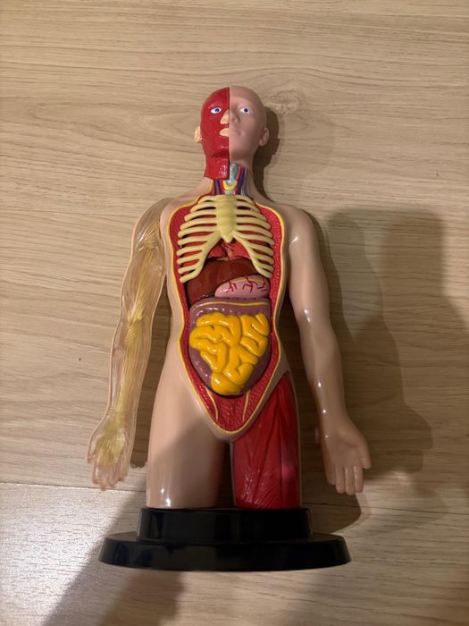 Vand manechin medicina