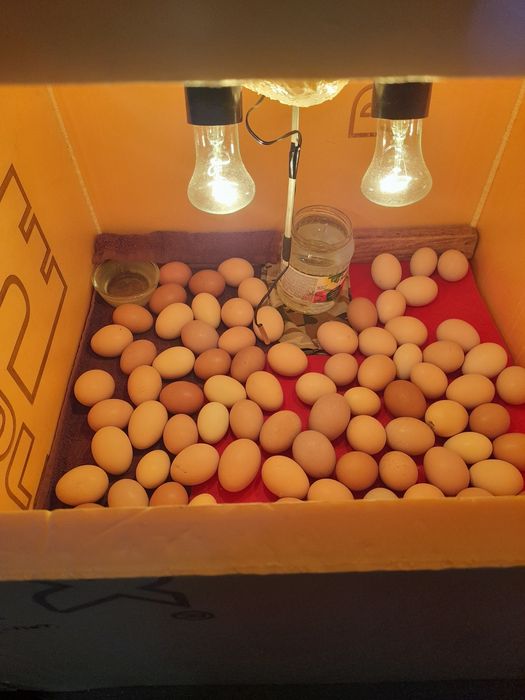 Яйцо для инкубатор